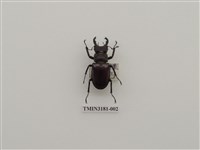 藏品(毛栗深山鍬形蟲)的圖片